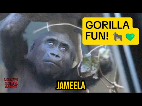 Видео: Игривые детеныши горилл качаются и перекусывают в Кливленде 🦍💚