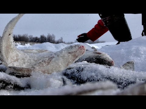 Видео: ПОЛ ДНЯ КОРМИЛ КОРЯГУ И ТУТ ЗАТРЕЩАЛИ ЛЕСКИ!! Крупная Сибирская Плотва на безмотылку. Рыбалка на Оби