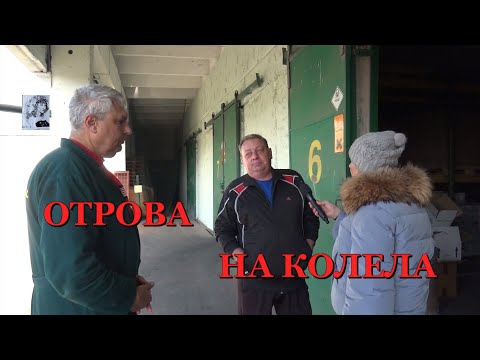 Видео: ОТРОВА НА КОЛЕЛА