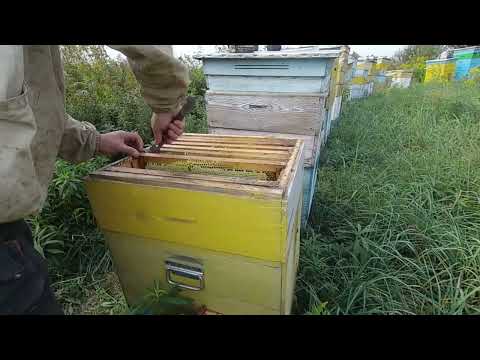 Видео: Відводок скленар 47-Н-47 здивував на кінець сезону.