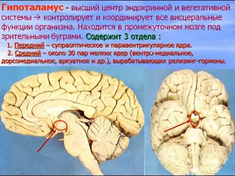 Видео: Эндокринная система - 1. Видео лекция С.М.Зиматкин (17)