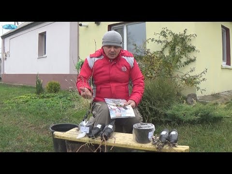 Видео: ЖИМОЛОСТЬ И ЧЕРНИКА-ОСЕННЯЯ ПОСАДКА!