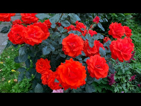 Видео: Мои Розы в жару (июль 25г.)
