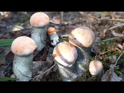 Видео: Грибы 🍄ПОЛЯНАМИ Шок 😲 Находки Полный Кайф Так ГРИБЫ я ещё не Собирала/ Без 50 грамм тут НЕ ОБОЙТИСЬ