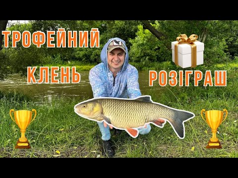 Видео: Трофей !!! Ловля кленя. Конкурс. р. Серет