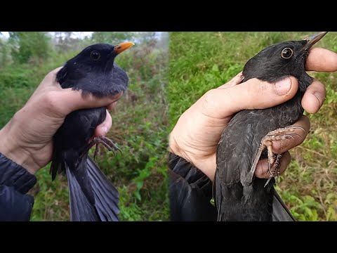 Видео: Ловля черных дроздов.