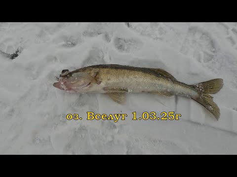 Видео: оз  Вселуг 1 03 25г