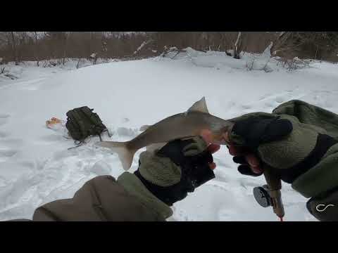 Видео: Ловля хариуса зимой на муху