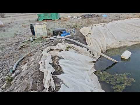 Видео: Обзор клубничного поля 25.12.24.Отзыв плека Южанка.Последстаия урагана!