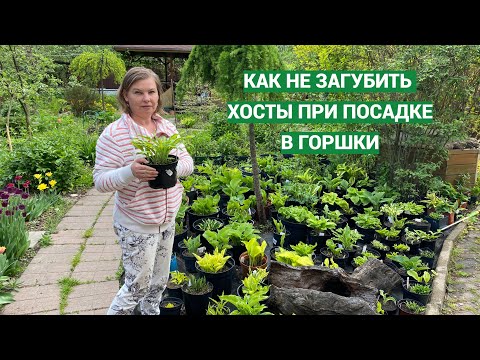 Видео: Ошибки при посадке хост в горшки