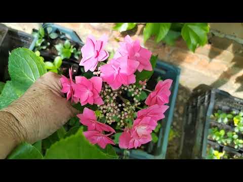 Видео: Мои гортензии для будущего