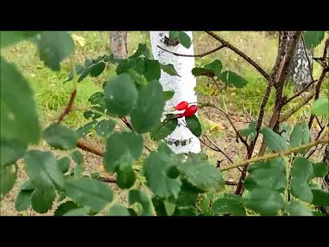 Видео: Дорога Бакчар - Подольск - Бакчар Бакчарский район.