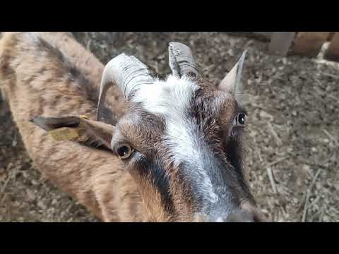 Видео: Содержание коз на маленьком участке в городе. Поверьте, возможно все!