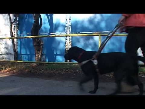 Видео: Фондация Очи на четири лапи