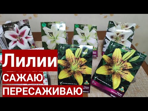 Видео: Лилии. Купила новые сорта. Сажаю дома. Любуемся цветением прошлого года.