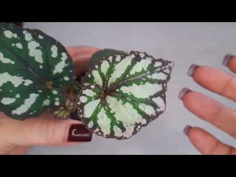 Видео: Излишки бегоний. Остатки сладки