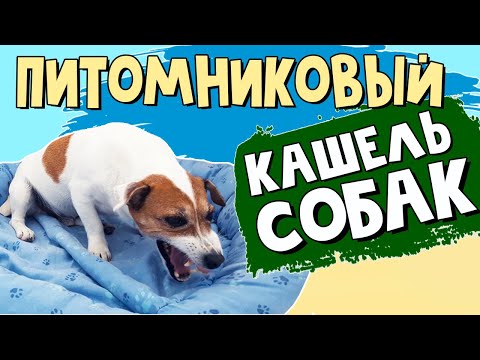 Видео: Питомниковый кашель у собак: как это выглядит. Симптомы и профилактика