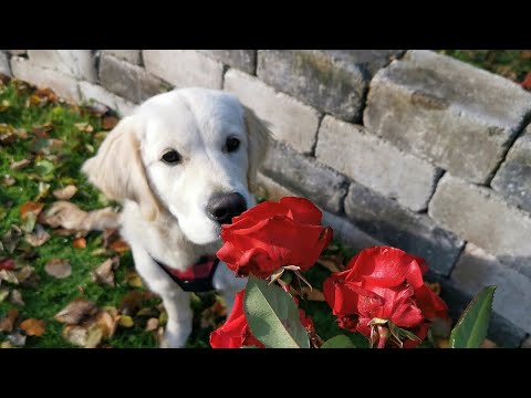 Видео: Последние розы ноября еще цветут! 2025