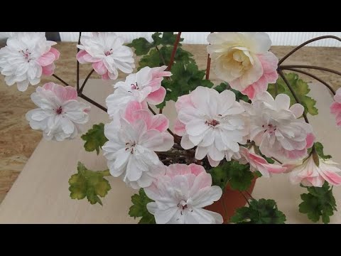 Видео: Ура! Новые черенки пеларгонии! Распаковываю посылку с черенками. Unboxing.