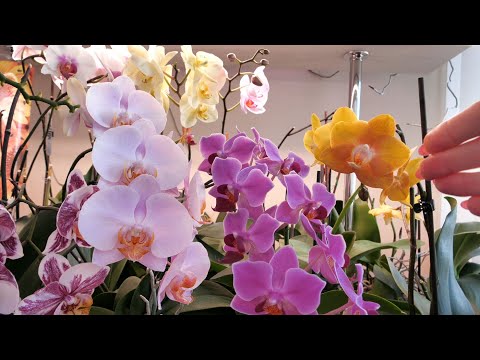 Видео: Орхидеи Леко Фантастик, Лас Вегас, Мукала, Лиодора, Моушен... Как РАСТУТ, Что ОСОБЕННОГО заметила.
