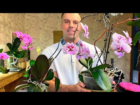 Видео: Подготовка орхидеи к выдачи ДЕТКИ. Раскапываю грунт после потери точки роста.