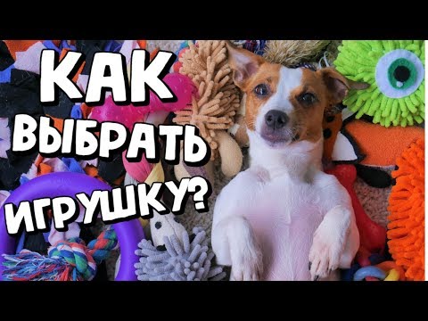 Видео: КАК ВЫБРАТЬ ПРАВИЛЬНУЮ ИГРУШКУ ДЛЯ СОБАКИ? | СКОЛЬКО ИГРУШЕК НУЖНО СОБАКЕ?