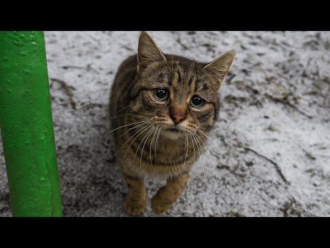 Видео: Кошка плакала на улице так жалобно, что прохожие пошли за ней... За углом их ждали голодные котята