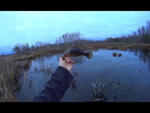 Видео: ротан на дроп шот