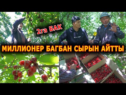 Видео: КИРЕШЕЛҮҮ ГИЛАС БАК || СЫРЫ ЭМНЕДЕ?