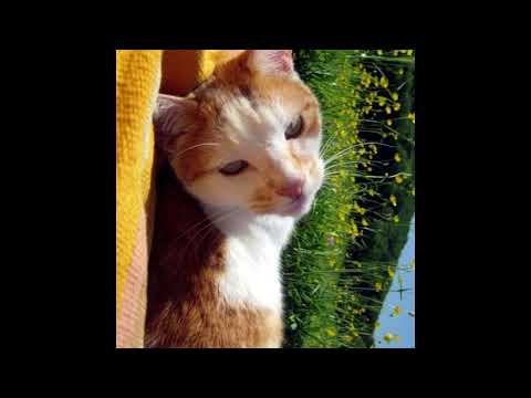 Видео: Кино - Перемен (SPEED UP)