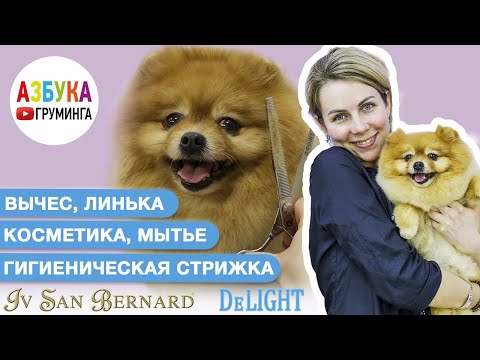 Видео: Груминг шпица - мытье, вычесывание, колтуны, маска и линька. Гигиеническая стрижка.