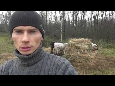 Видео: Себестоимость литра молока в нашем кфх на 2019г.