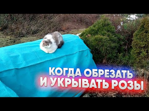 Видео: Когда обрезать и укрывать розы