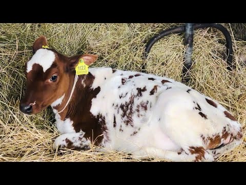 Видео: МИЛОТА не возможная! Олег Зубков просто счастлив, видя новорожденных телят в своем колхозе)