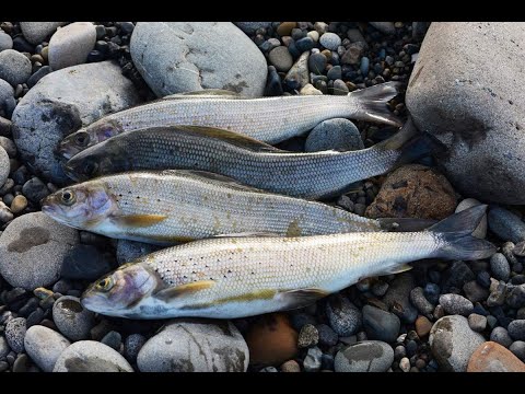 Видео: Эта рабочая мушка спасла рыбалку!!! Ловля хариуса весной на реке Енисей на тирольскую палочку!