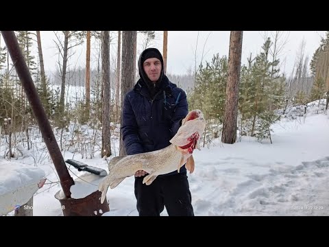 Видео: Щука на жерлицу первый лед. Богучаны