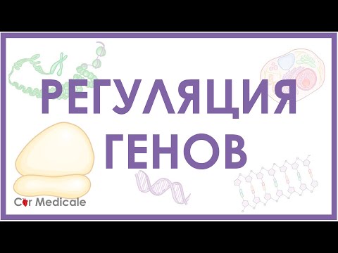 Видео: Регуляция экспрессии генов