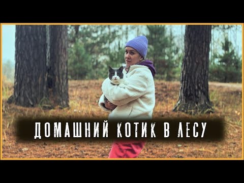 Видео: Домашний кот в лесу впервые 