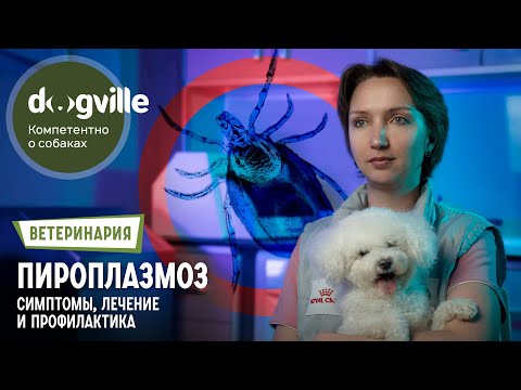 Видео: Пиропламоз у собак – симптомы, профилактика – Процедура Гемодиализа