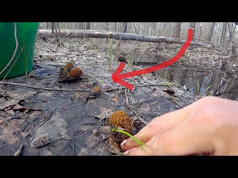 Видео: НАШЛИ НЕТРОНУТЫЙ ЛЕС, А ТАМ... Когда увидел, СКОЛЬКО ИХ, я обалдел! Весенние грибы 2023!