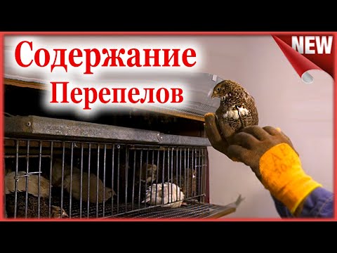 Видео: Содержание Перепелов. Ответы на вопросы. Клетки ,поилки и поддоны для перепелов.