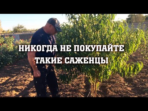 Видео: Никогда не покупайте такие саженцы!!!