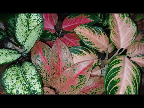 Видео: Обзор моих комнатных растений🌸☘️🌸🍀🌸 Аглаонемы и компания😁