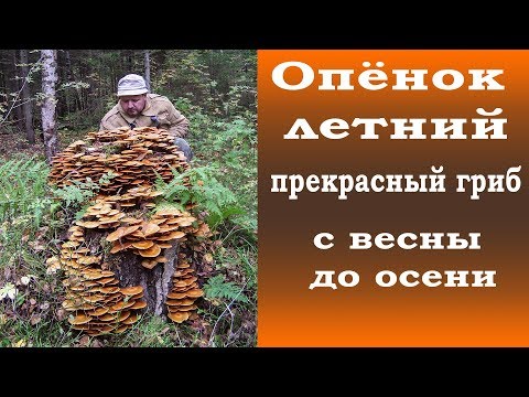 Видео: Летний опёнок - прекрасный гриб с весны до глубокой осени.