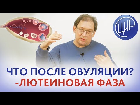 Видео: Лютеиновая фаза. Что происходит после овуляции. Жёлтое тело и гормоны лютеиновой фазы.