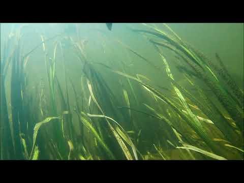 Видео: Охота на реке, исследуем корчи.