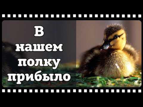 Видео: Подсадная утка, разведение, кормление, содержание от А до Я.