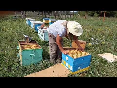 Видео: Американский гнилец. Избавляемся от гнильца без применения антибиотика.