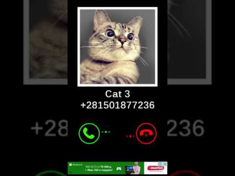 Видео: ложный вызов с котиками:3