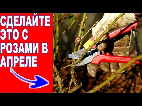 Видео: РОЗЫ ВЕСНОЙ. УБИРАЕМ УКРЫТИЕМ. ОБРЕЗКА РОЗ. ПОДКОРМКА РОЗ
